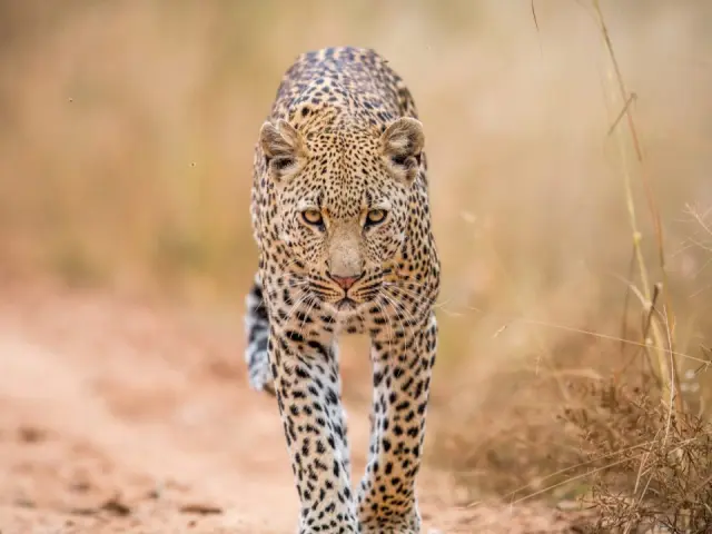 How to Spot Elusive Leopards in Sabi Sands