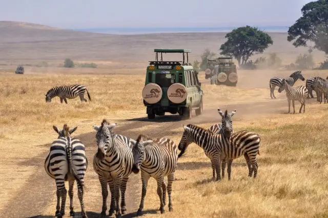 Game Drive 1 https://www.safariventures.com/wp-content/uploads/Game-Drive-1-640x425.jpg