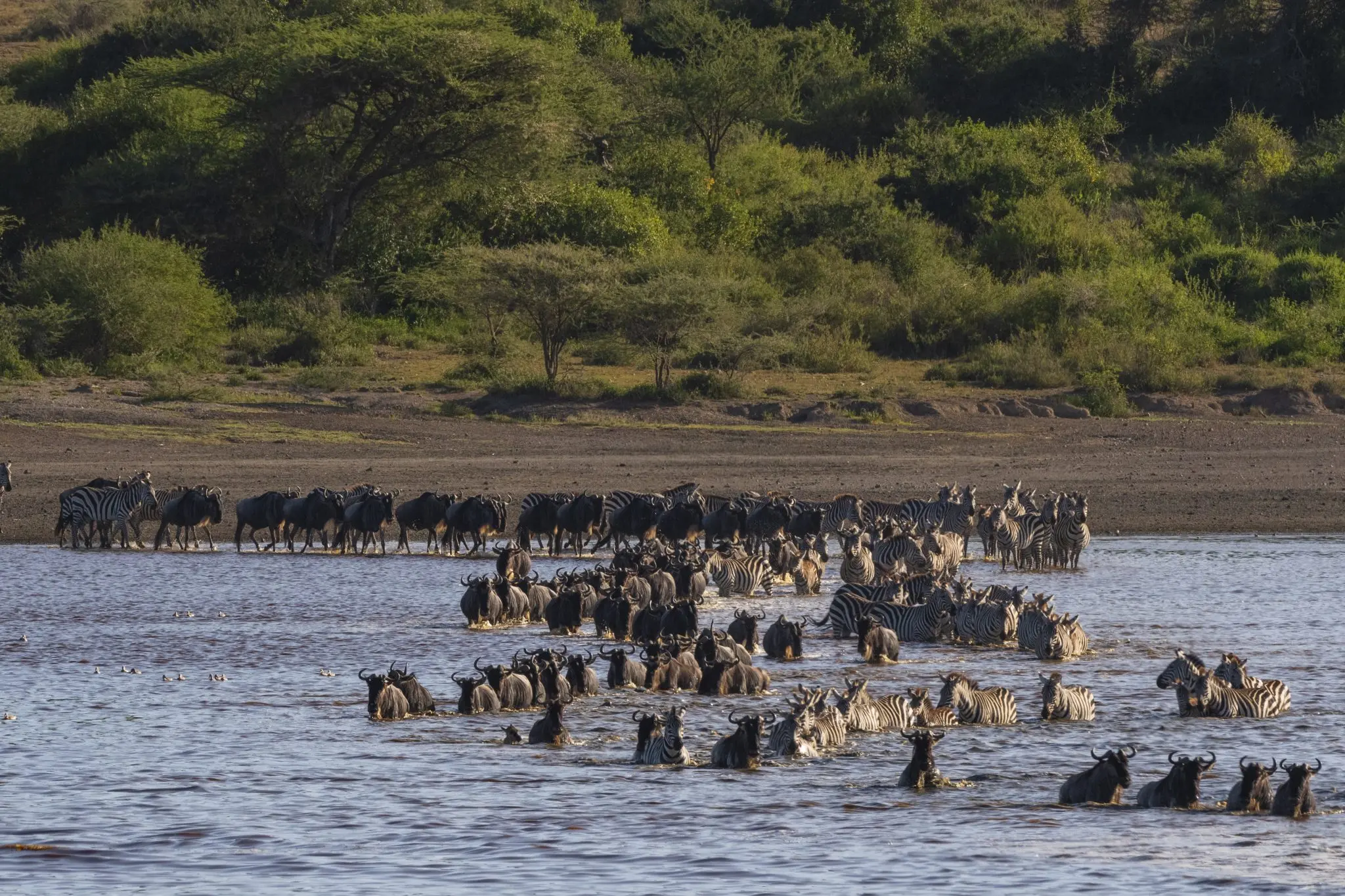 A herd of wildebeest and zebras crossing a river in the wild.