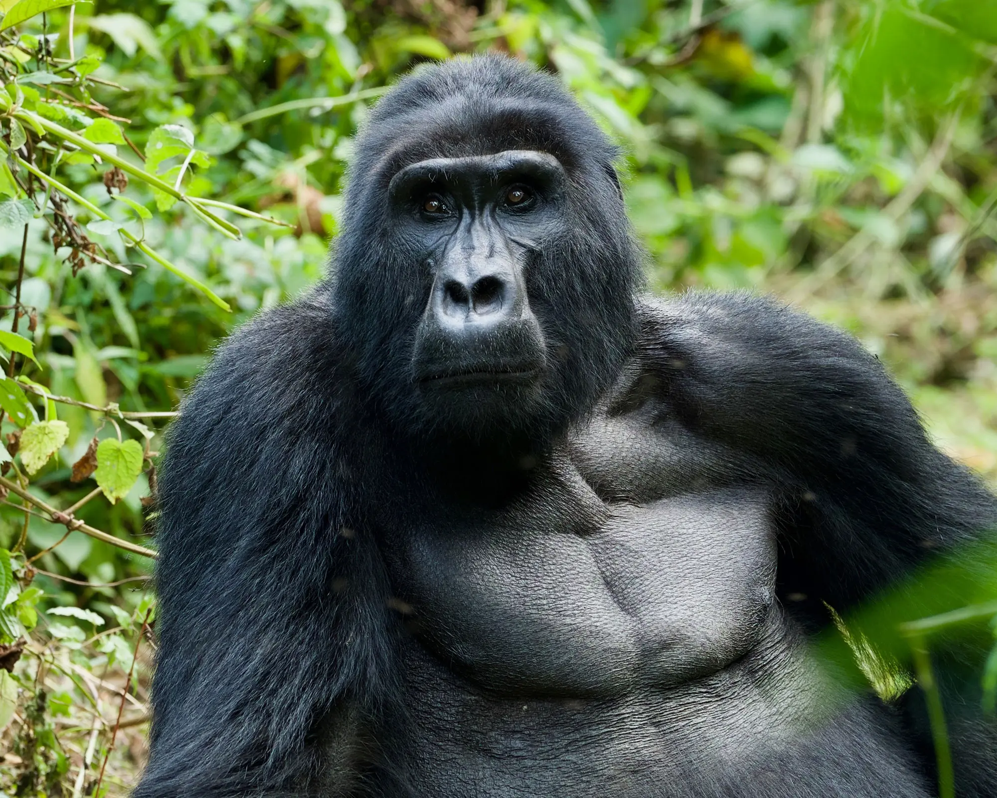 Mountain gorilla, in Rwanda