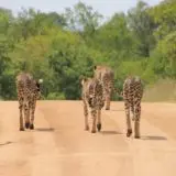 cheetahs