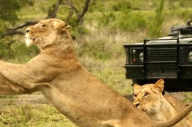 5 Reasons Why Kruger National Park Should Be Your Next Safari Destination