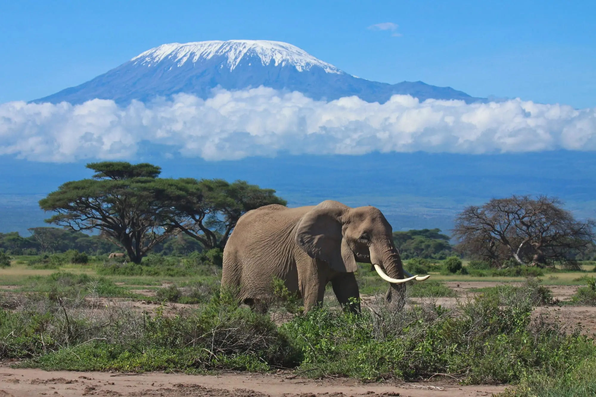 mount kilimanjaro and an elephant