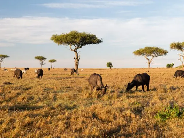 Africa Safari Seasons: What You’ll See Month by Month (and Where to Go)