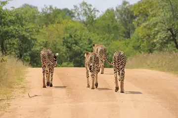 Tanzania Family Safari Gold