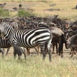 Game Drive Serengeti Migration Wildebeest And Zebra