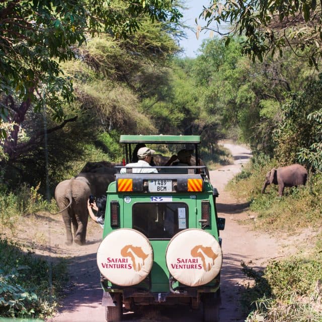 Elephants of safari in lake manyara
