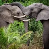 Elephants planting at Sabi Sand Game Reserve