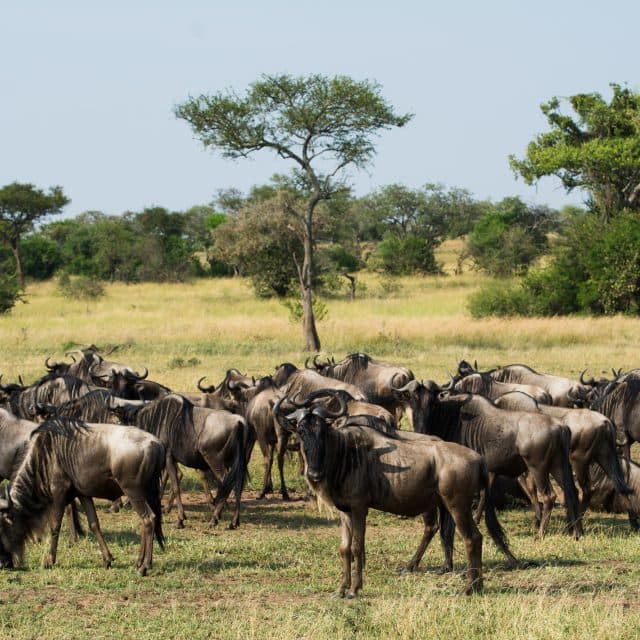 wildebeest