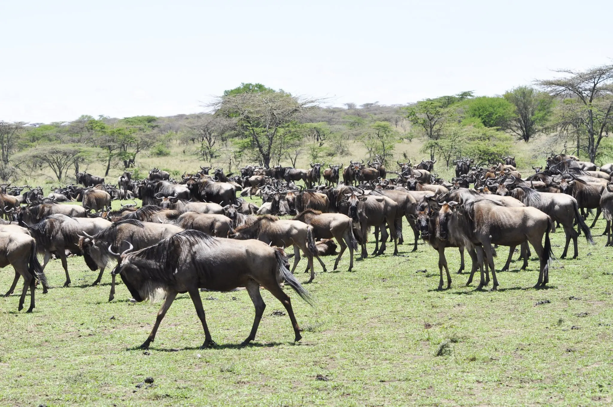 wildebeest