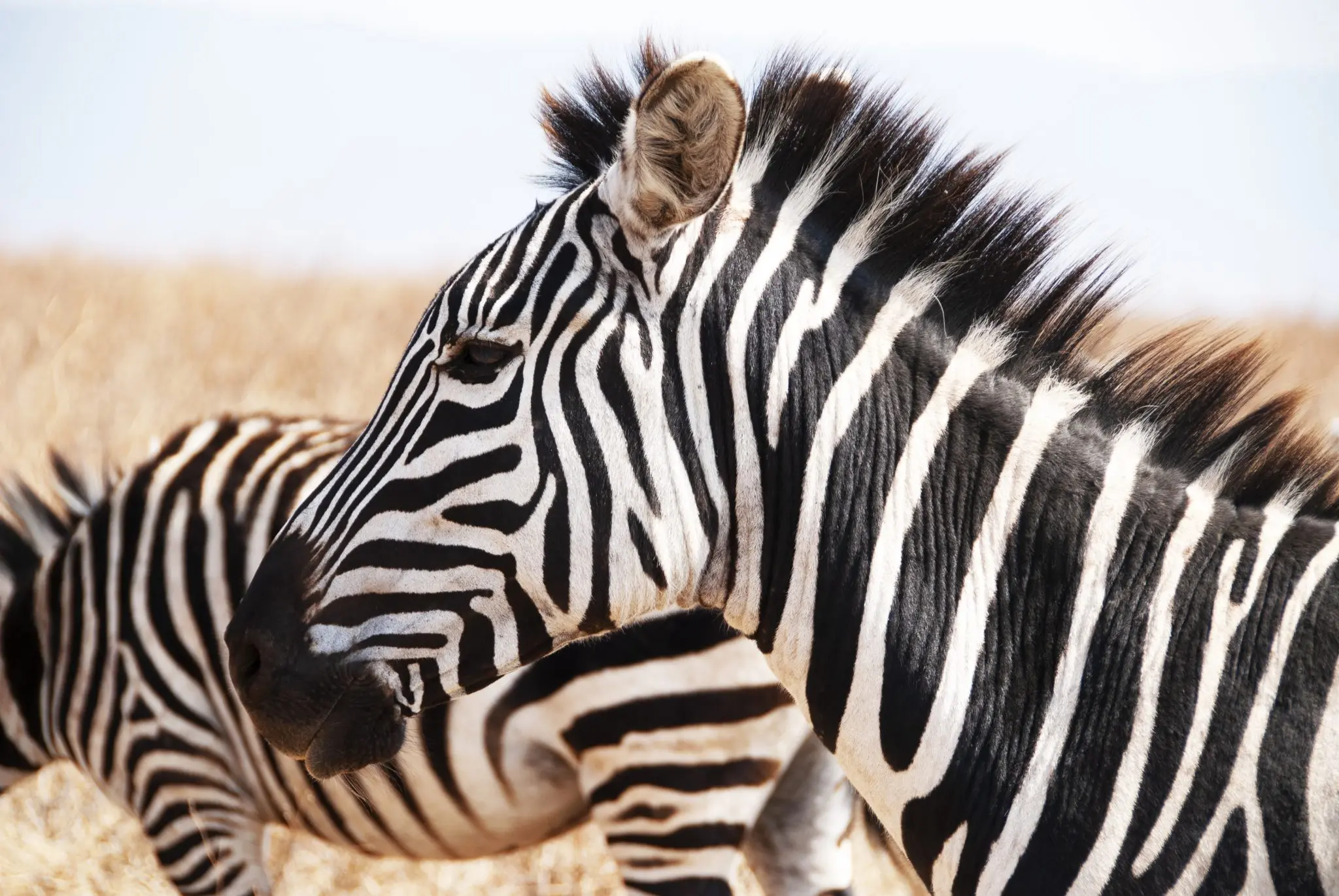 https://www.safariventures.com/wp-content/uploads/2019/01/DSC3591.jpg