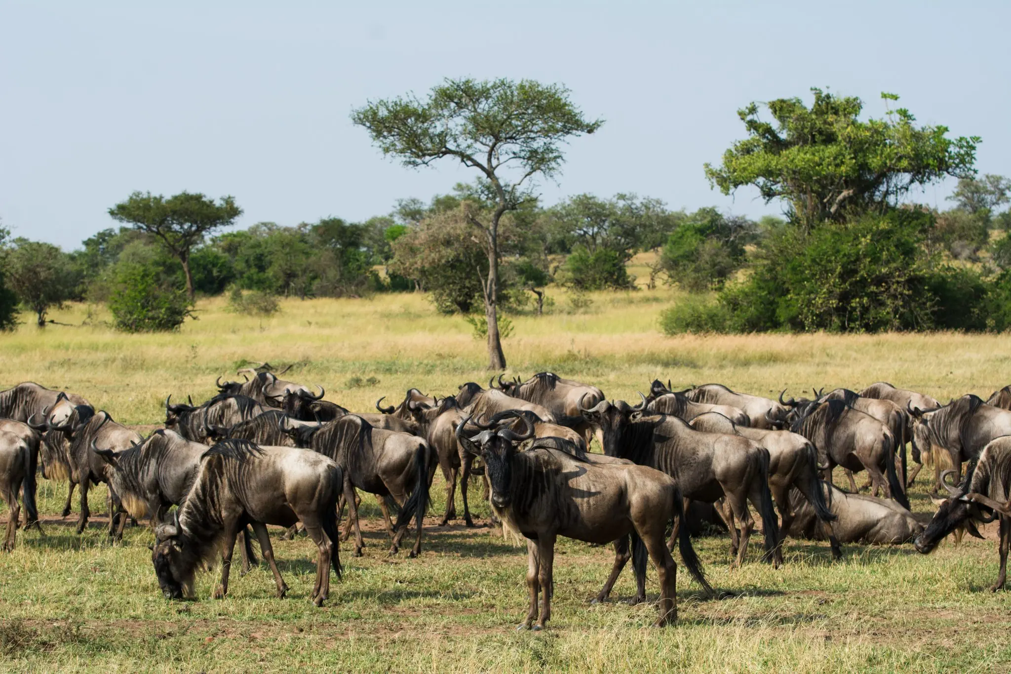 wildebeest