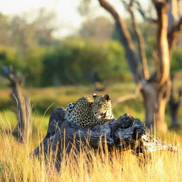 44031739_2216395128379056_409890384282386432_n https://www.safariventures.com/wp-content/uploads/44031739_2216395128379056_409890384282386432_n-1-640x640.jpg