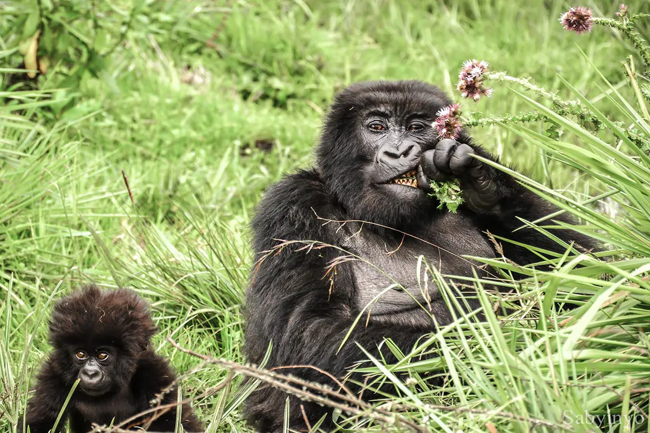 Gorilla playing with a flower