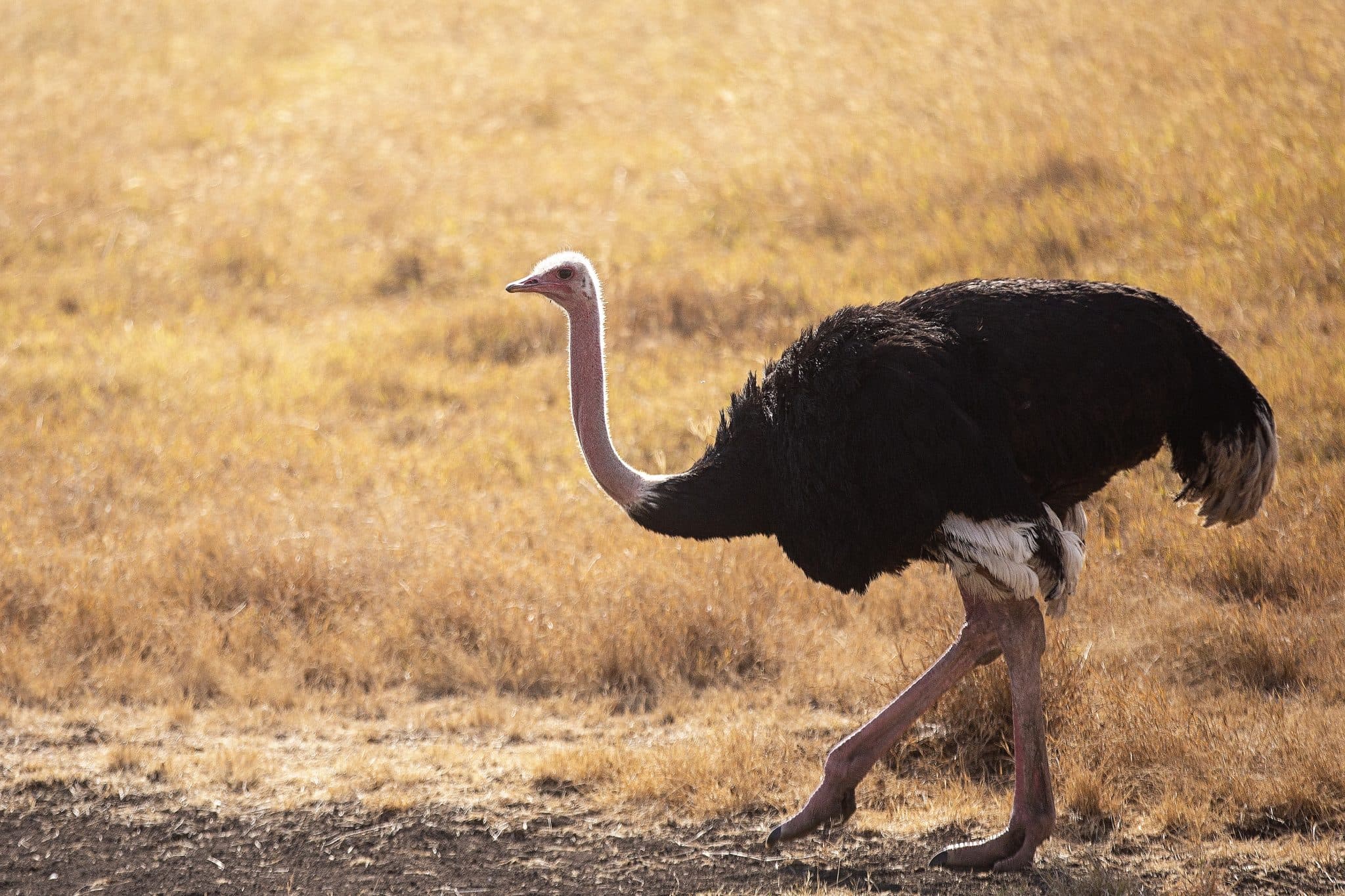 https://www.safariventures.com/wp-content/uploads/2019/01/1132.jpg