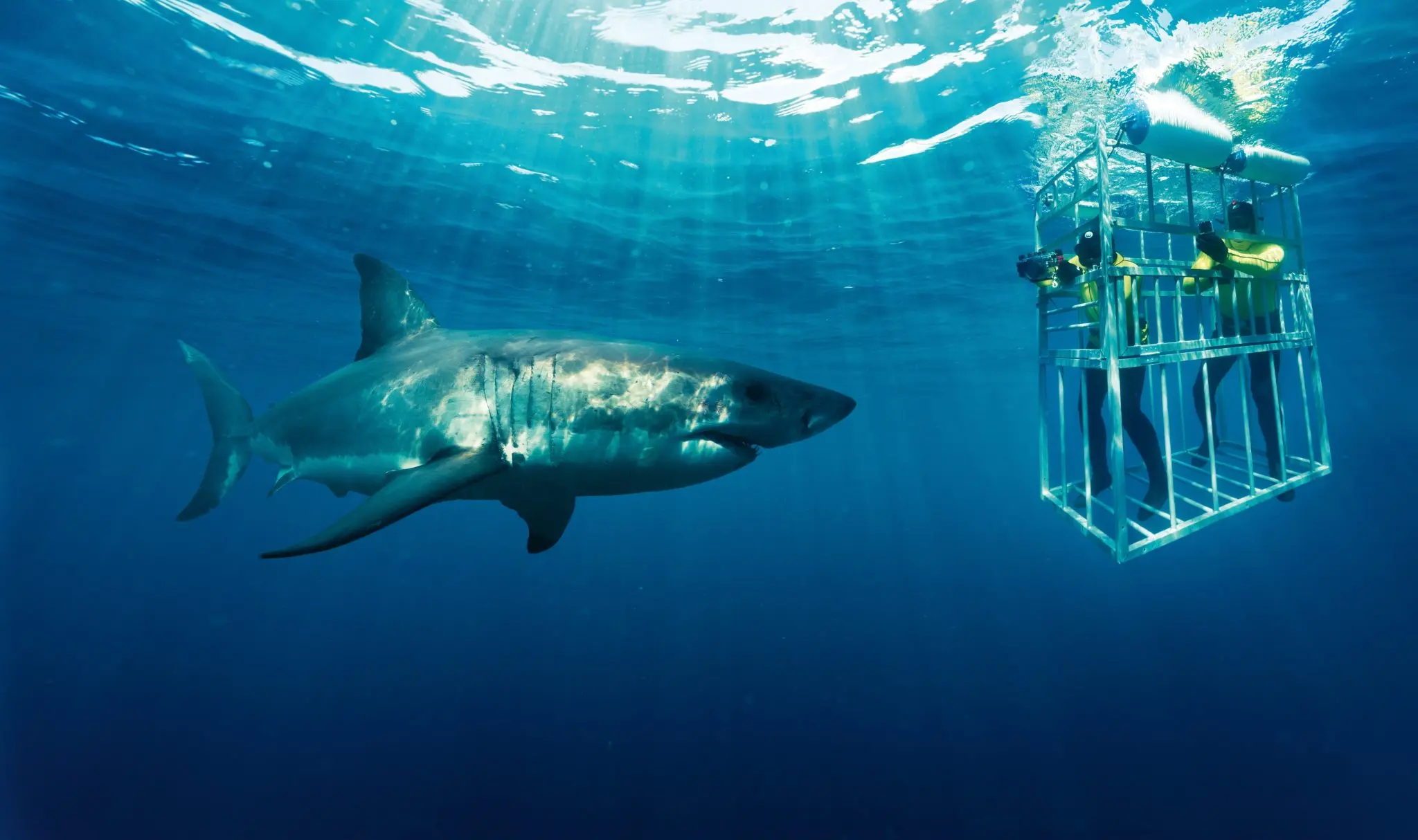 Shark cage diving