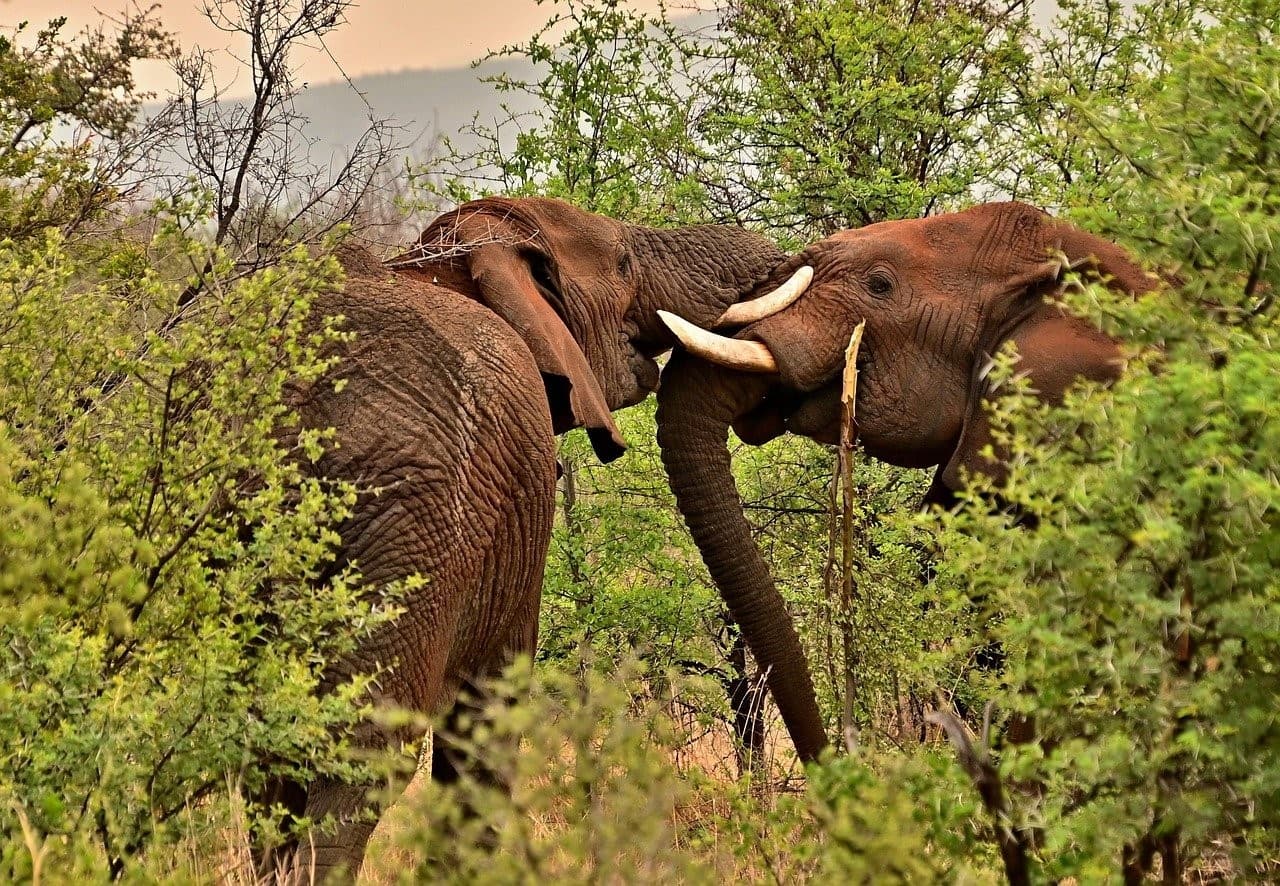9 https://www.safariventures.com/wp-content/uploads/9-40.jpg