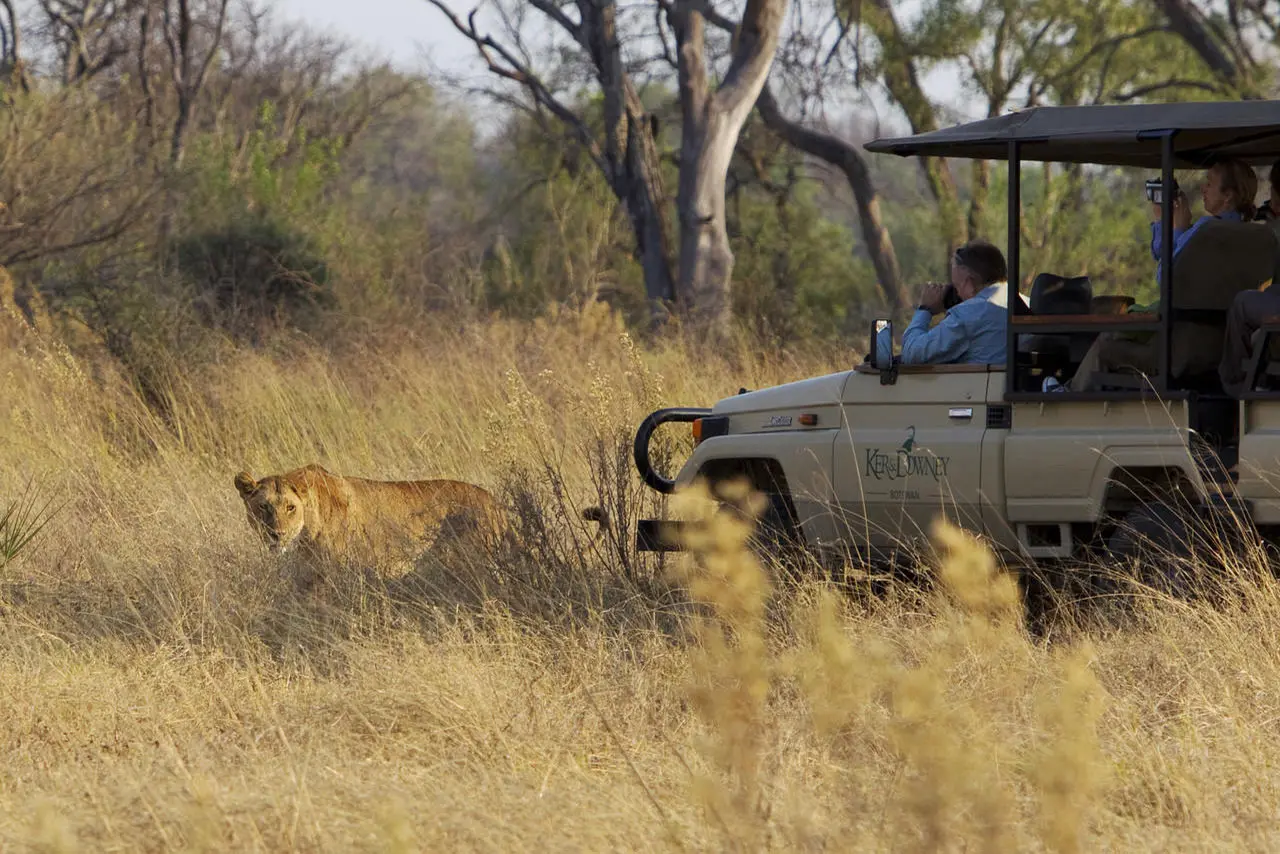 Lion Spotted On Game Drive Safari