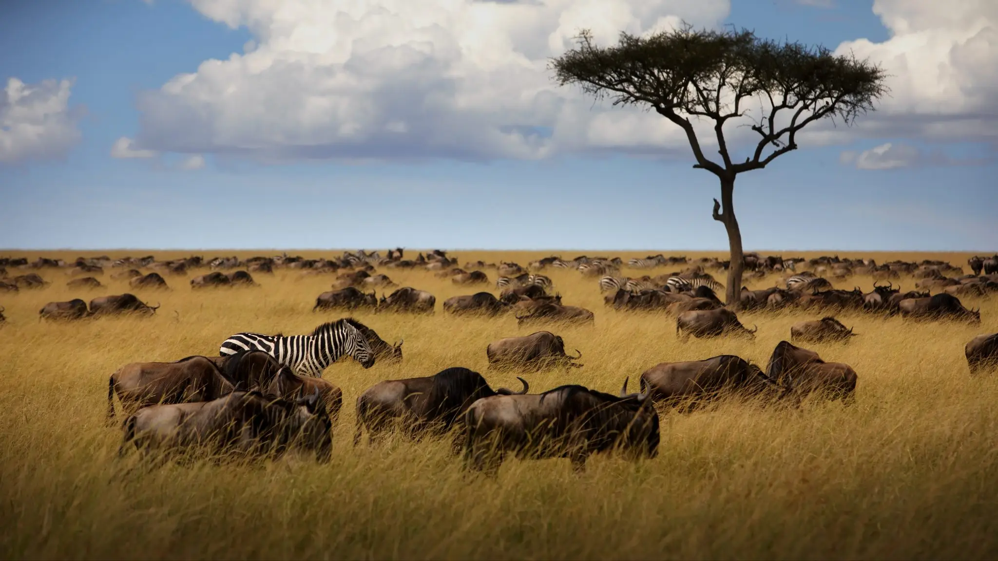 The wild animals in an open field in Masai Mara, Kenya