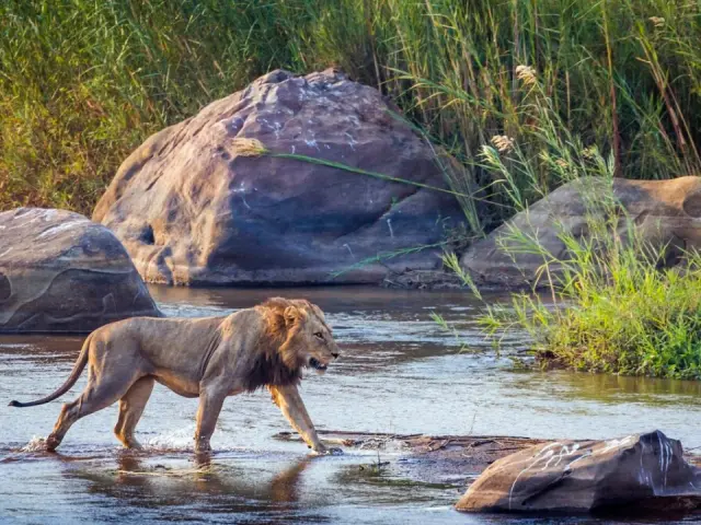 The Best Time of Year to Visit Sabi Sands for Unforgettable Game Drives