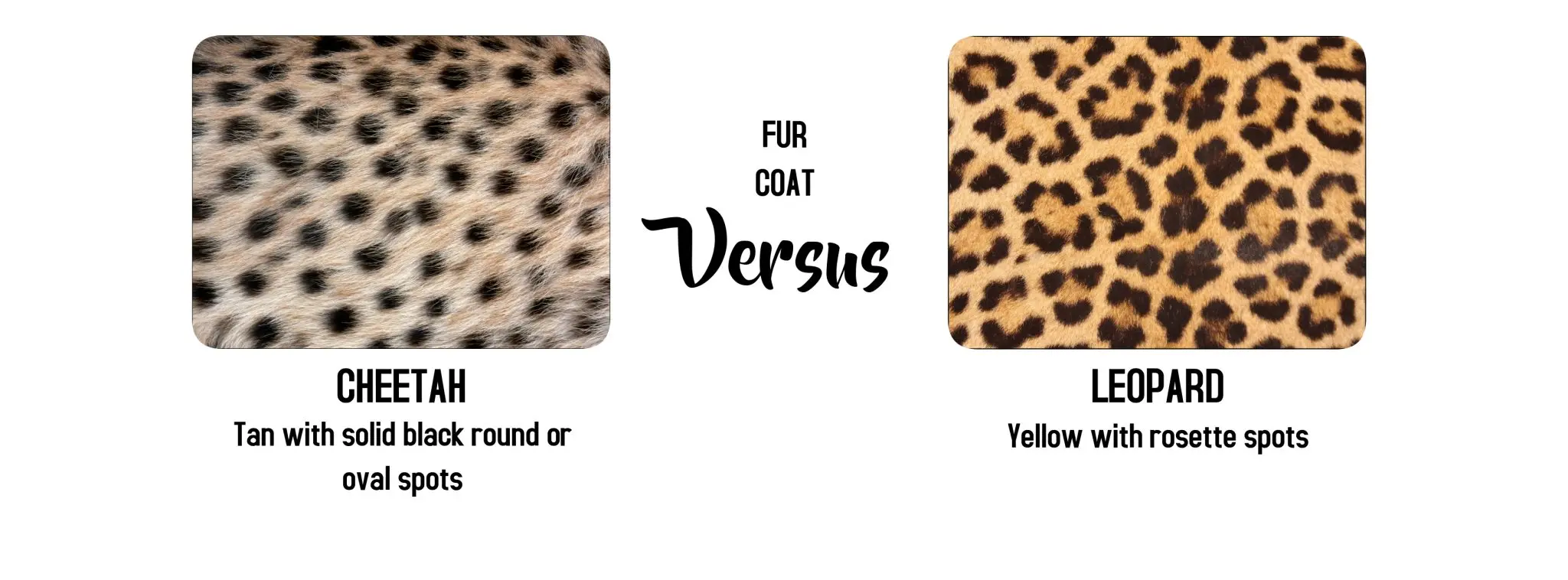 Cheetah versus leopard pattern