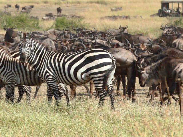 The Great Migration Guide