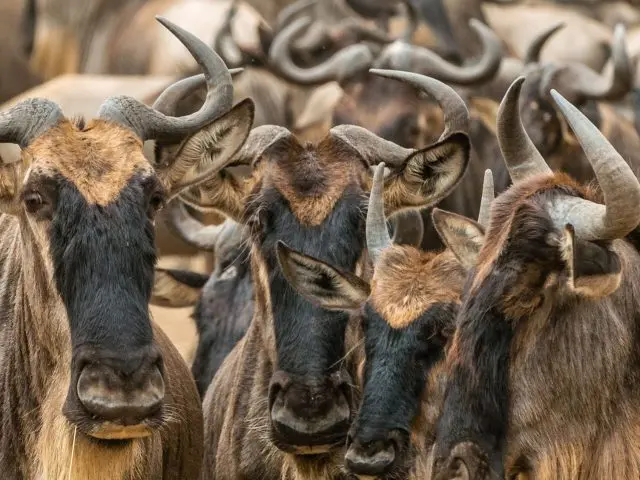 Kenya Migration Safaris: When to Go, Where to Stay, and What You’ll Actually See