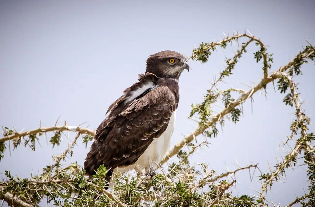 bird https://www.safariventures.com/wp-content/uploads/HOP8660.jpg