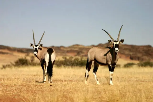 Oryx Roaming Namibia Desert Campsite
