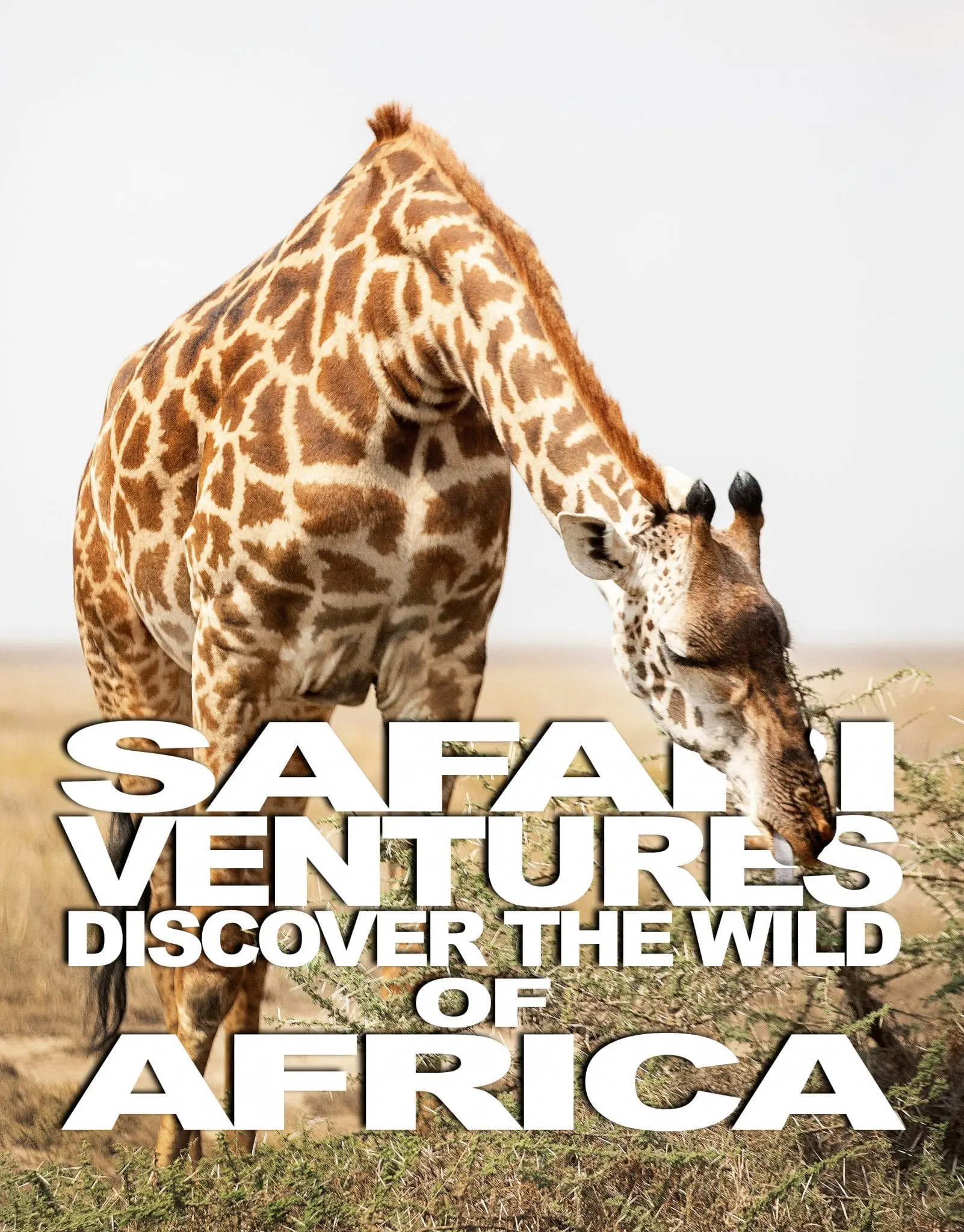 Giraffe bending down to feed on an acacia bush on the savanna. Banner promoting Safari Ventures tours to Africa.