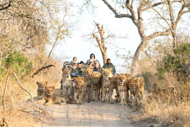 lions https://www.safariventures.com/wp-content/uploads/lions-1-640x427.jpg