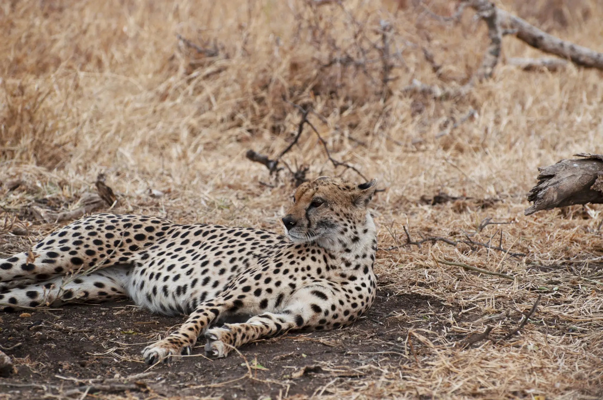 https://www.safariventures.com/wp-content/uploads/2019/01/DSC0334.jpg