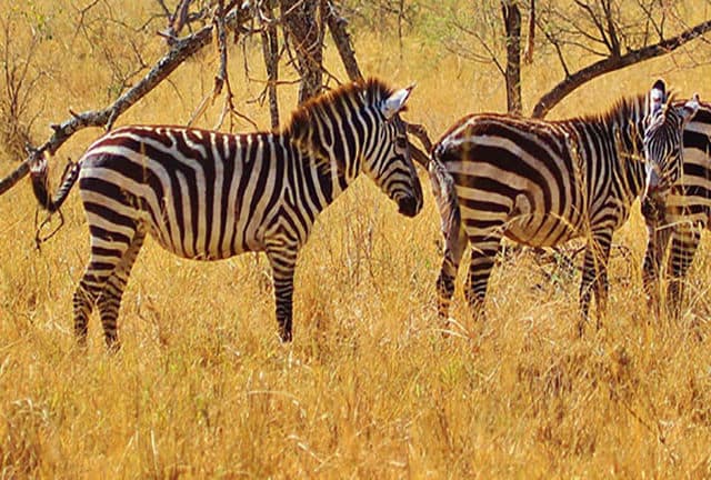Zebra