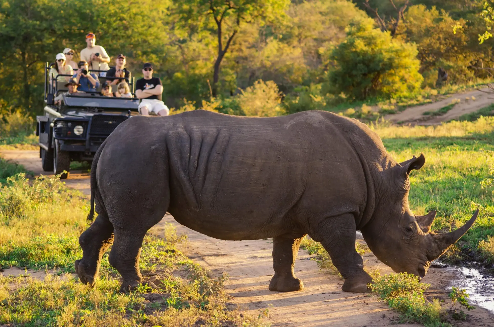 rhino crossing in front of travelers that are on a game drive