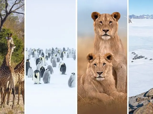 What to Pack for a Combined South Africa Safari and Antarctica Journey