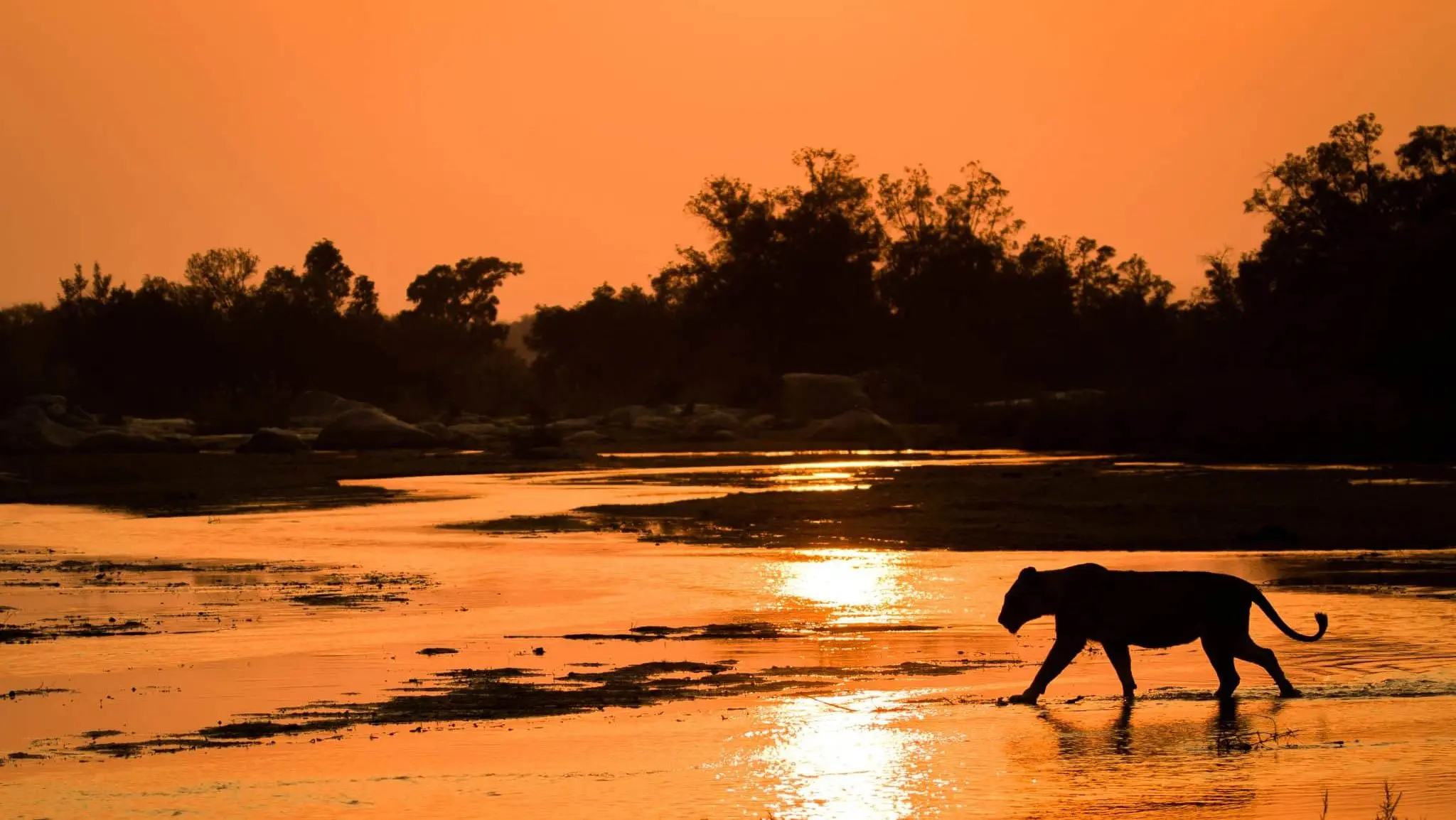 A silhouette of a lioness, Panthera leo, walking across shallow river with reflections of the sunset and silhoutted trees in the background.,Londolozi Game Reserve Sunset in the African Safari, representing a african safari cost from usa