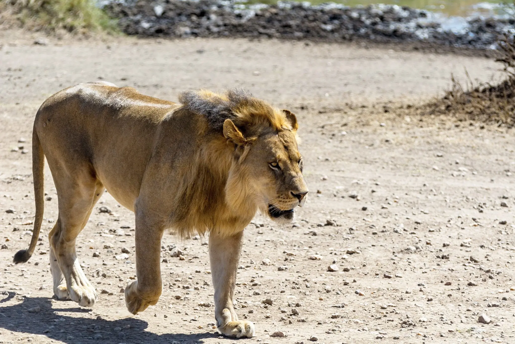 https://www.safariventures.com/wp-content/uploads/2019/01/untitled-73913904.jpg
