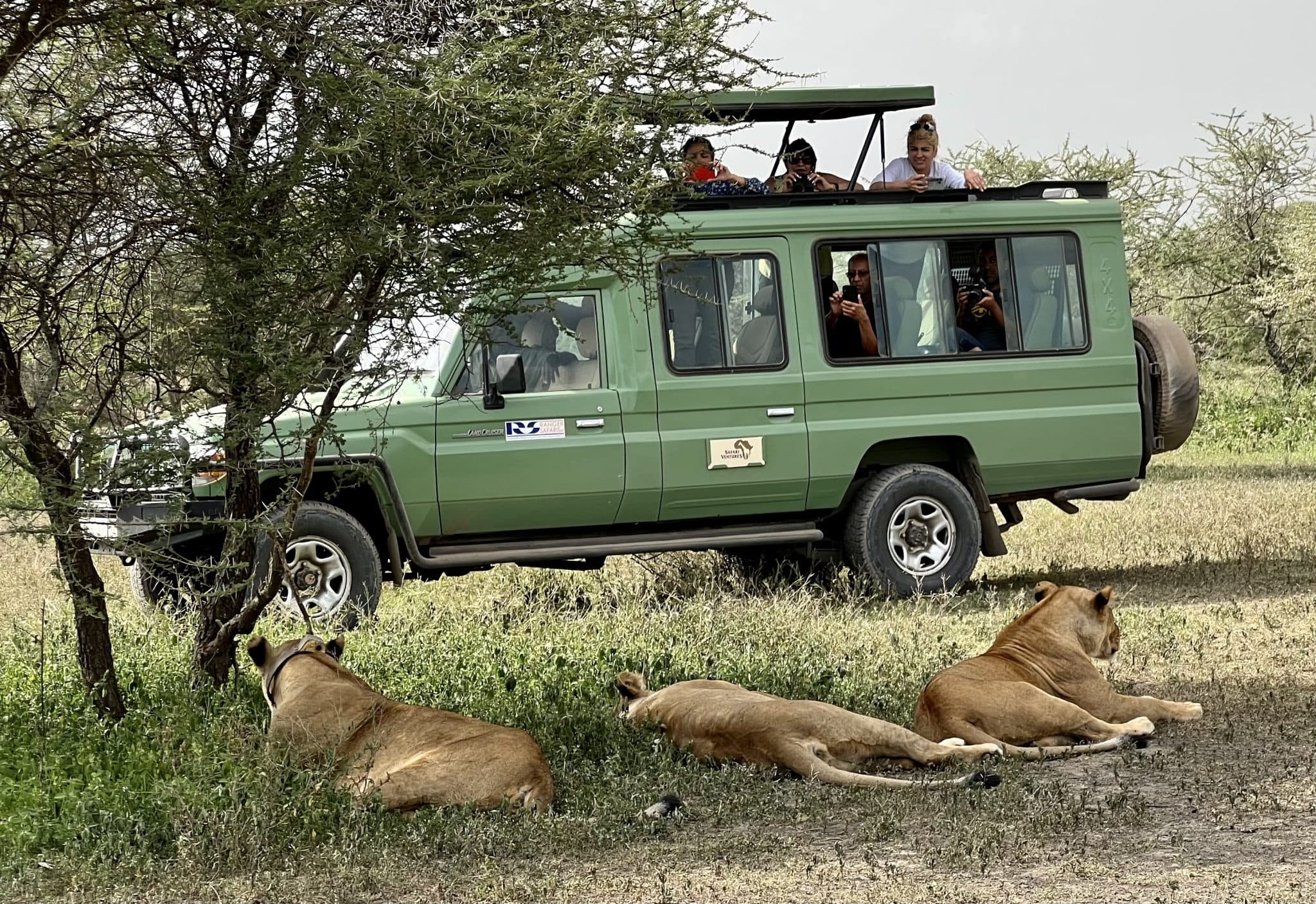 African safari lions