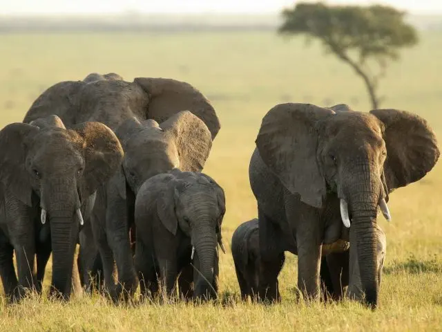 Kenya vs Tanzania Safari: Which One Should You Choose?