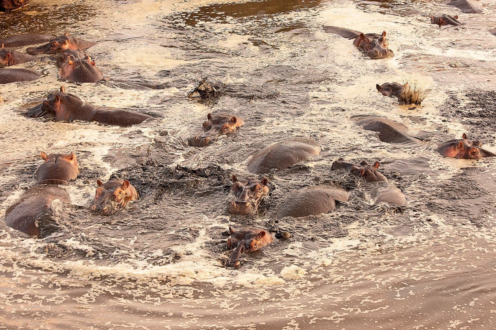 Hippos Hippos