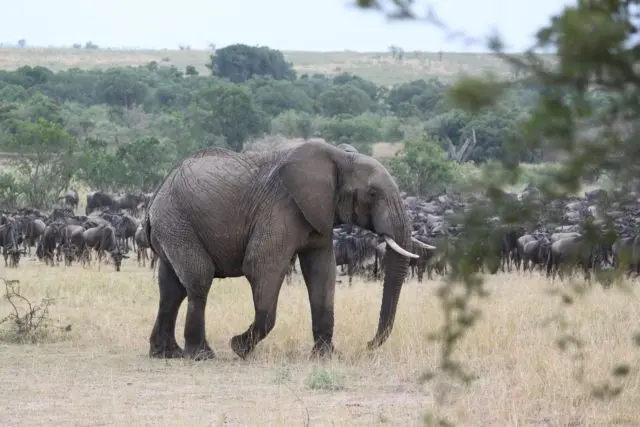 elephant and bunch of wildebeest