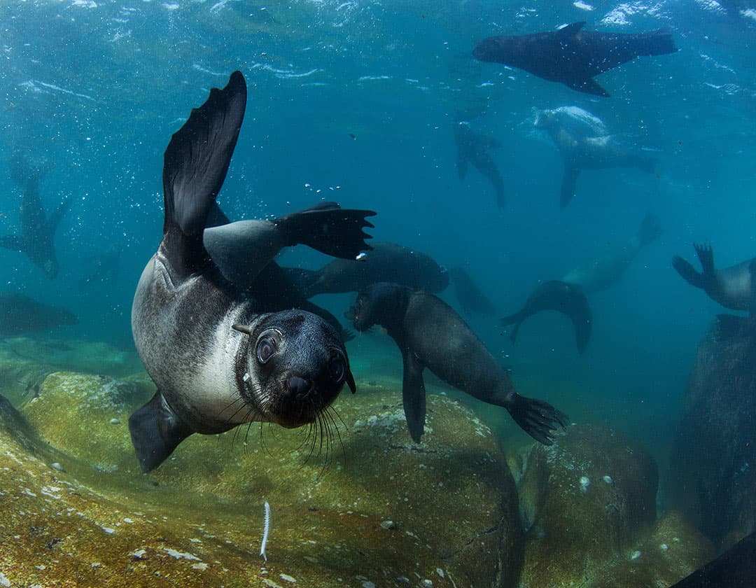 Seal Snorkel At Duiker Island