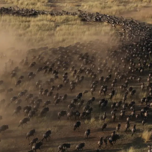 wildebeest migration in serengeti