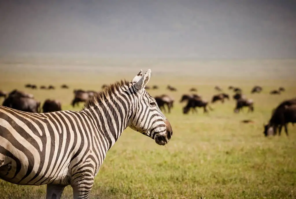 African zebra African zebra