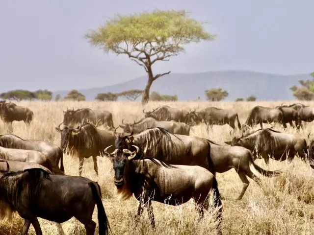 Tanzania Safari: Serengeti, Ngorongoro and the Quiet South