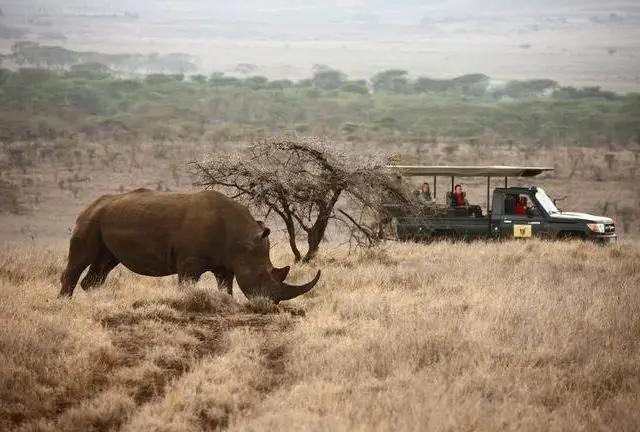 Game drive Rhino sighting