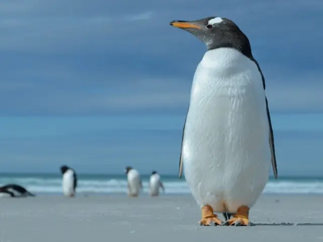 The Best Time to Book Your Emperor Penguin Safari Package for Guaranteed Spots