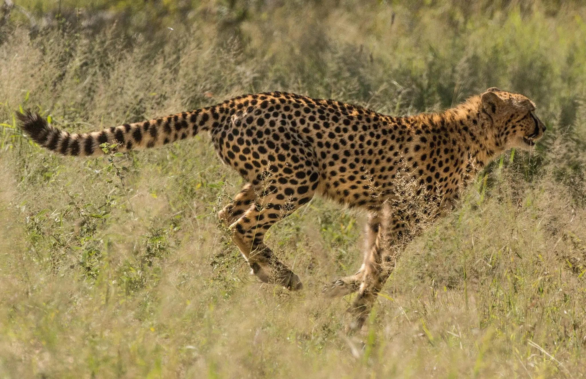 cheetah running