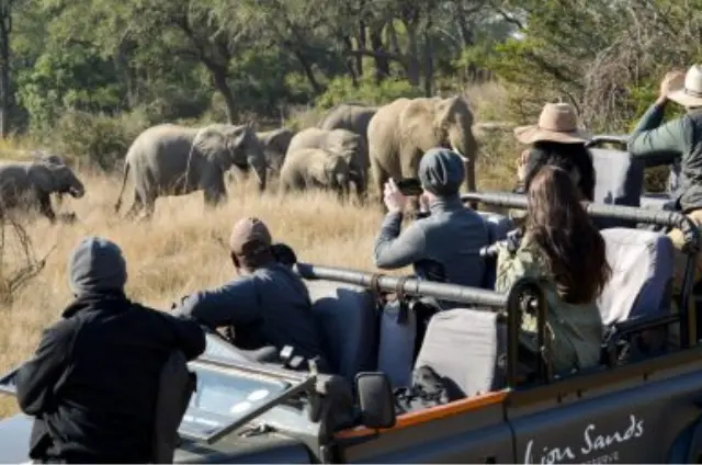 Kruger National Park Safari: What to Expect on Your Adventure