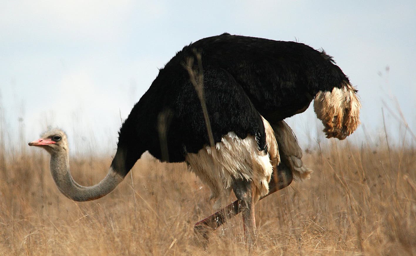 Why do Ostriches have 3 stomachs?